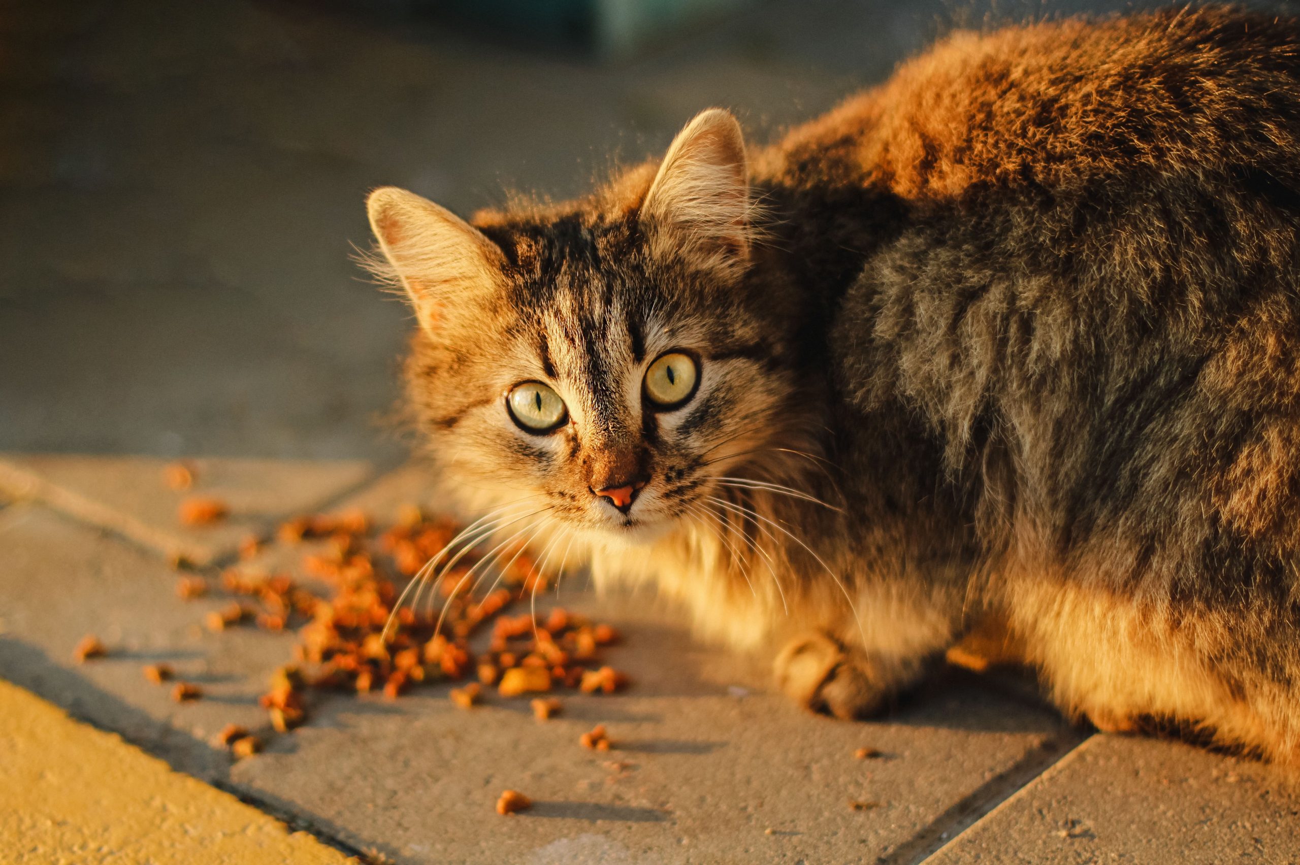 Кошки закапывают. Cat right.