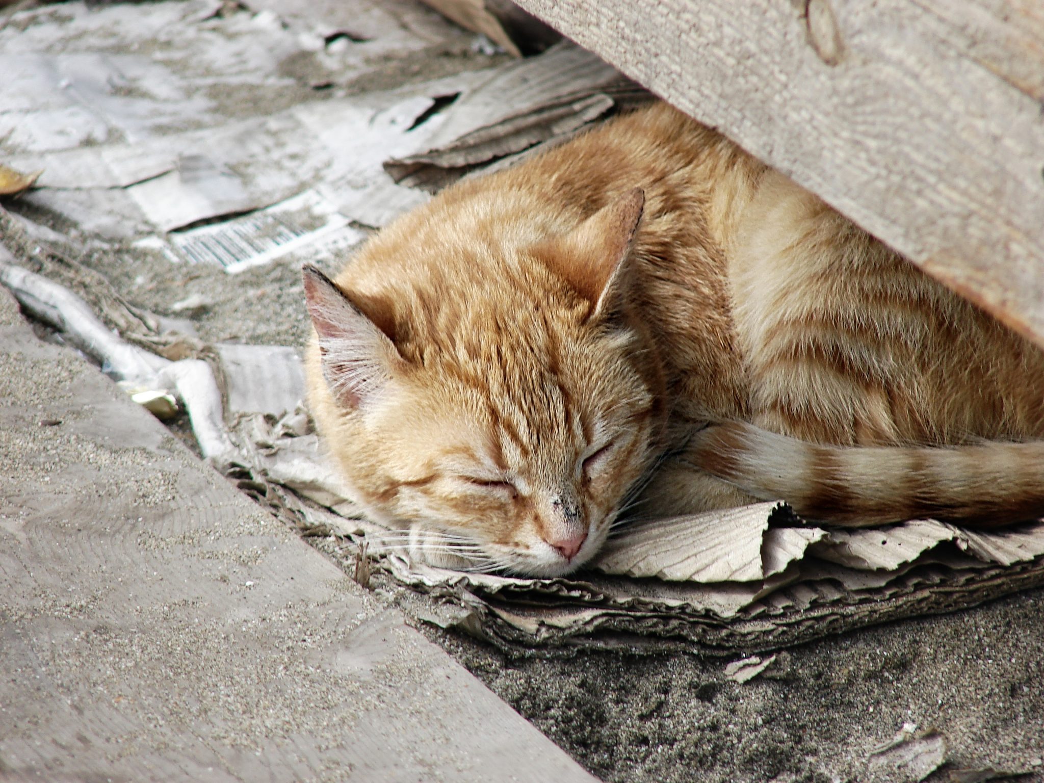 Бездомный кот. Бездомные коты. Брошенные коты. Бездомный рыжий кот. Бродячий кот.